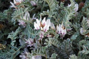 adaptogens-1-300x200-1