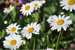 DRC-Chamomile-300x201