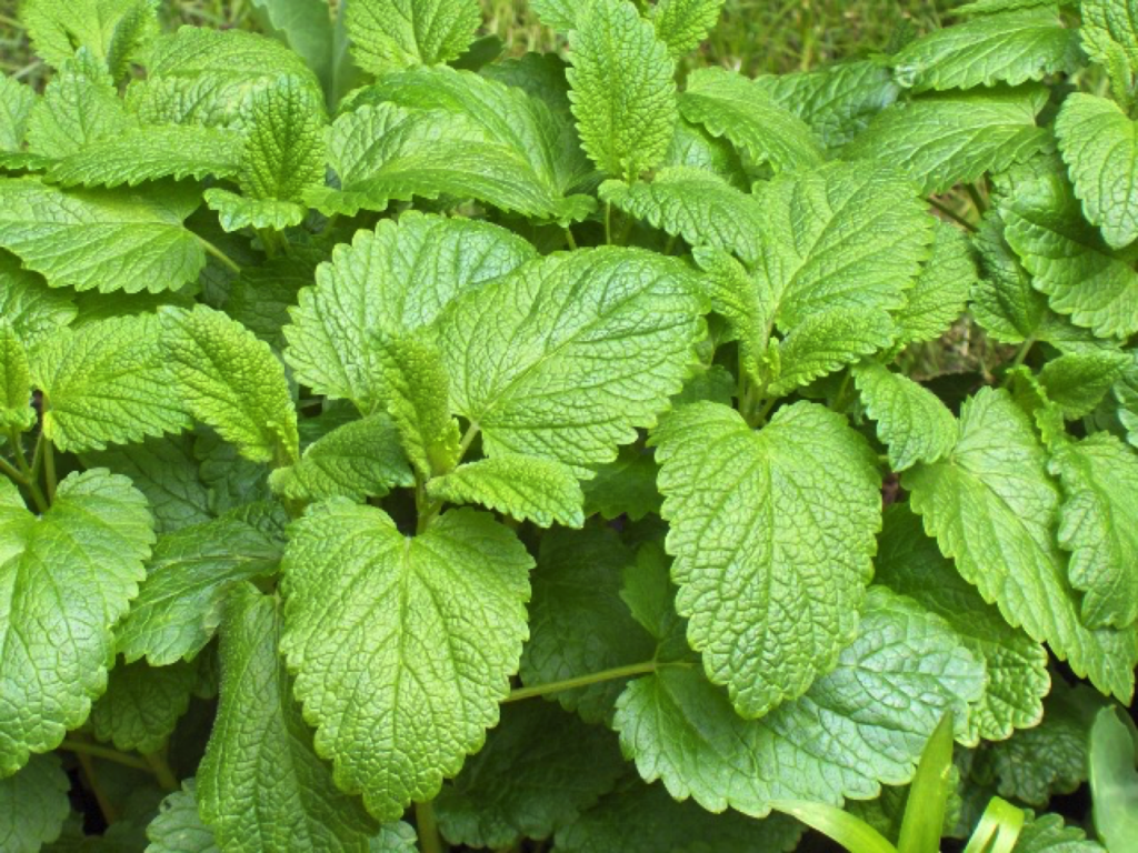 DRC-Herbs-1024x768