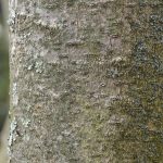 Magnolia-Bark-150x150