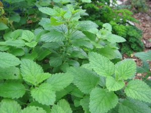 Mint-300x225