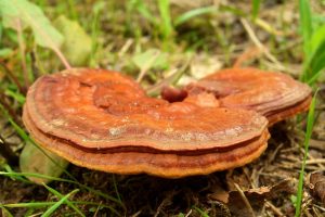 Reishi-300x200