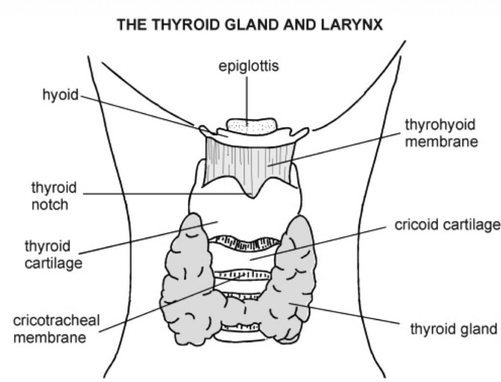 Thyroid-Test