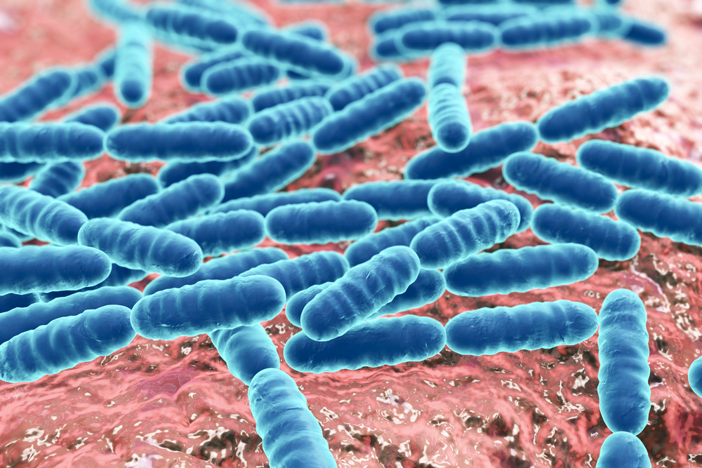 bacteria