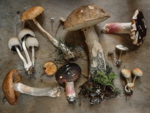 mushrooms-immunity-300x225