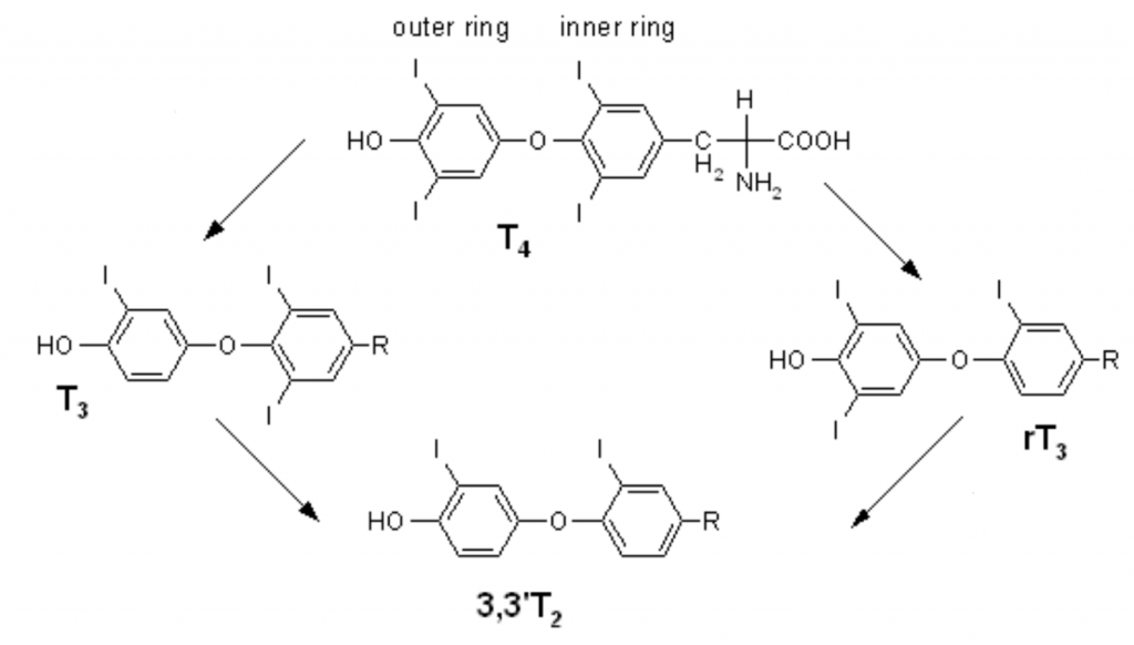 reverse-T3-test-1024x582