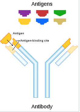 antibody