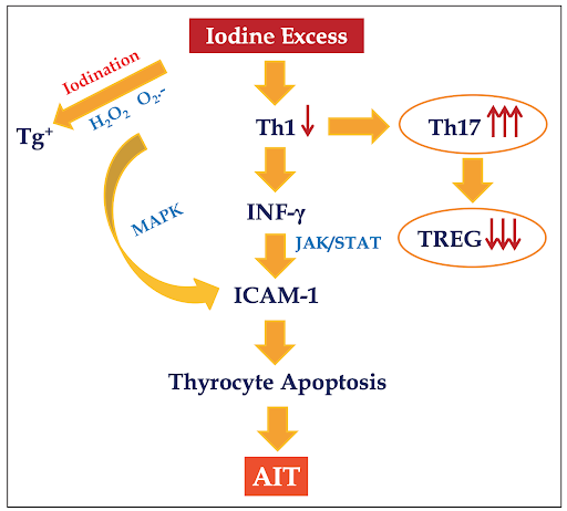 iodine-excess